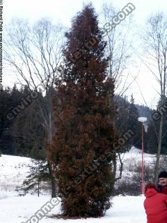 conifer tree