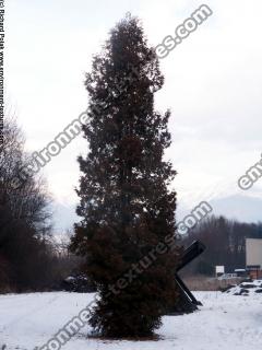 conifer tree