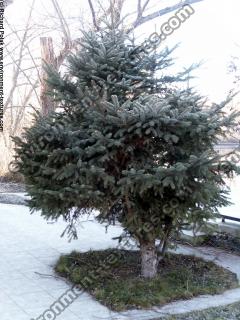 conifer tree