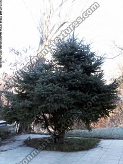 conifer tree