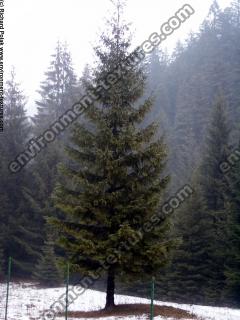 conifer tree