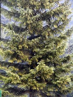 conifer tree