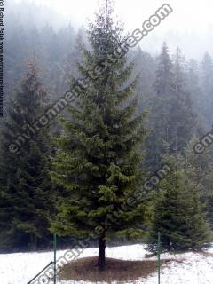 conifer tree