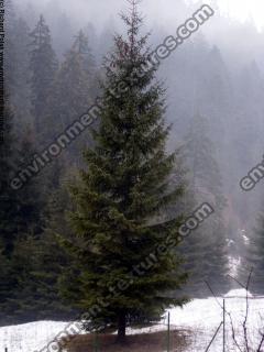 conifer tree