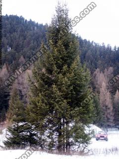 conifer tree