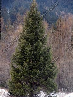 conifer tree