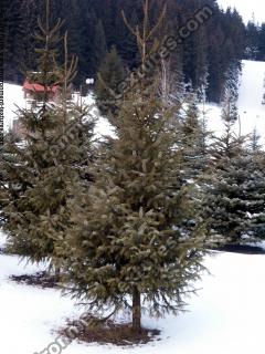 conifer tree