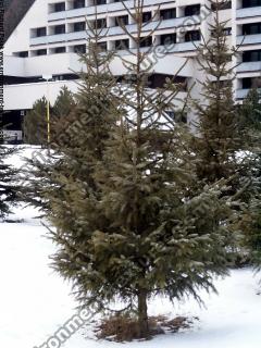 conifer tree