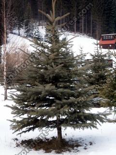 conifer tree