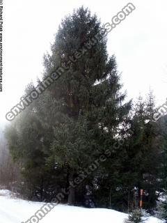 conifer tree