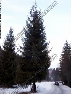 conifer tree