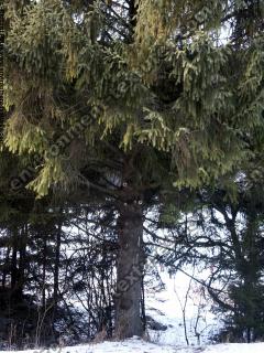 conifer tree