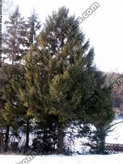 conifer tree