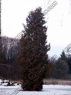 conifer tree