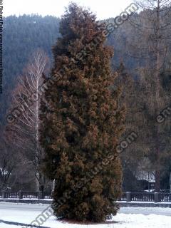 conifer tree