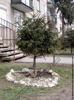 conifer tree