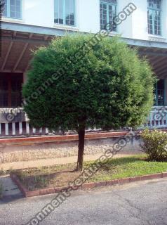 leaves tree