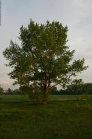 Walnut Tree