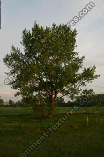 Walnut Tree