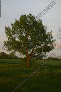 Walnut Tree