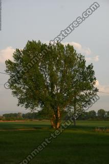 Walnut Tree