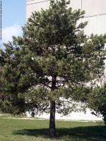 Conifer Tree