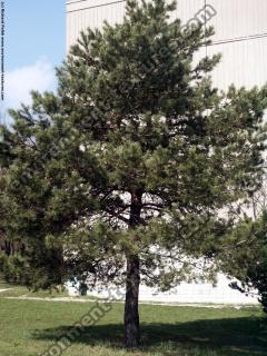 Conifer Tree