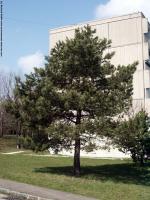 Conifer Tree