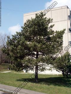 Conifer Tree