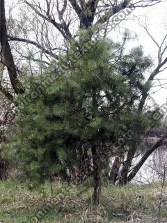 Conifer Tree