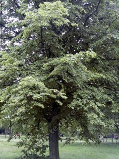 Walnut Tree