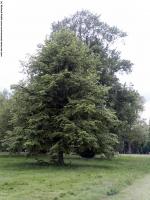 Walnut Tree