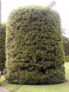 Cutting Garden Tree