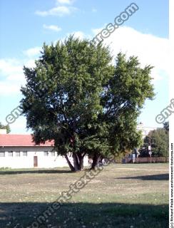 Linden Tree