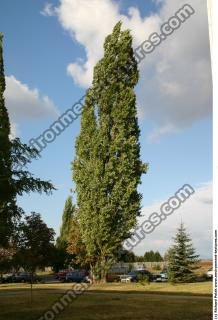 Poplar tree