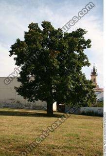 Honey locust tree