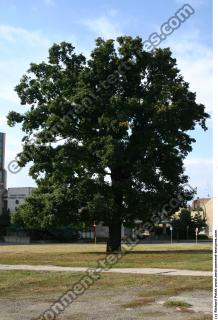 Honey locust tree