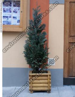 Conifer tree