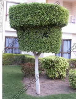 Cutting Garden Tree