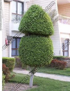 Cutting Garden Tree