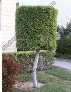 Cutting Garden Tree