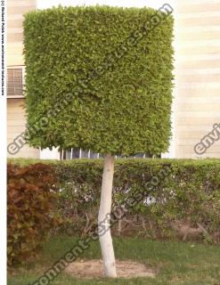 Cutting Garden Tree