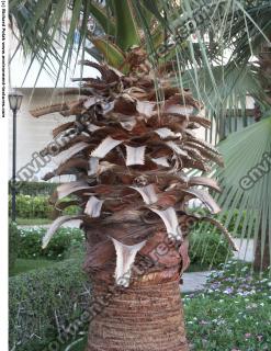 Palm Trunk