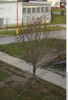 Photo Texture of Tree