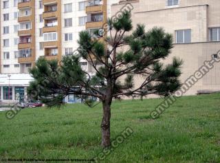 Conifer tree