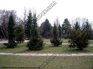 Conifer Tree