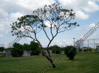 Photo Textures of Trees