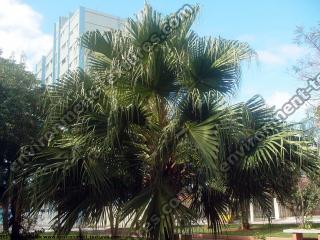 Palm Tree