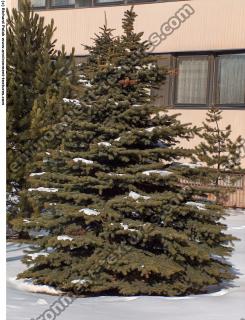 Conifer Tree