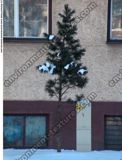 Conifer Tree